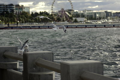 Seagulls taking flight